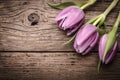 Tulips Royalty Free Stock Photo