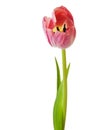 Tulips Pink Tulip Flowers Isolated Royalty Free Stock Photo