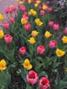 Tulips