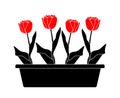 Tulips in planter