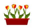 Tulips in planter