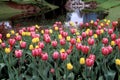 Tulips and Pond Scenic  48389 Royalty Free Stock Photo