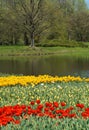 Tulips ,pond - Spring Royalty Free Stock Photo