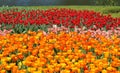 Tulips ,pond - Spring Royalty Free Stock Photo