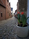 Tulips pot in Leuven Beguinage
