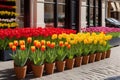 Tulips in Pots with Modern Building and Large Windows, Creating a Beautiful Springtime Scene Royalty Free Stock Photo