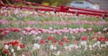 Tractor Spraying Chemicals on Tulips Flower Plantation