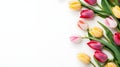 Tulips on a pure white background, flat lay, top view, copy space