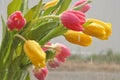 Tulips in the Rain