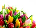 Tulips Rainbow Mixed Bunch Bottom White Background