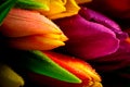 Tulips Rainbow Mixed Bunch Close-up Waterdrops Wet