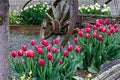 Tulips in raised beds with old wagon wheel with yellow lillies Royalty Free Stock Photo