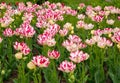 Tulips of a rare variety grow in a flower bed. Spring flowers, gorgeous tulips in the park