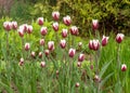 Tulips of a rare variety grow in a flower bed. Spring flowers, gorgeous tulips in the park