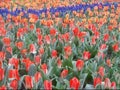 tulips red  blue landscape depth field profundity Royalty Free Stock Photo