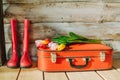 Tulips in red suitcase. wooden background