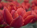 Tulips Royalty Free Stock Photo