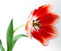 Tulips Red and White Royalty Free Stock Photo