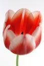 Tulips Red and White Royalty Free Stock Photo