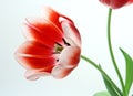 Tulips Red and White Royalty Free Stock Photo