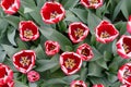 Tulips of red and white color on a sunny day. Tulips as a natural background. Top view of tulips Royalty Free Stock Photo