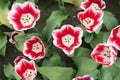 Tulips of red and white color on a sunny day. Tulips as a natural background. Top view of tulips Royalty Free Stock Photo