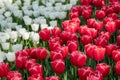 Brightly coloured red and white tulips at Keukenhof Gardens, Lisse, Netherlands. Keukenhof is known as the Garden of Royalty Free Stock Photo