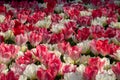 Brightly coloured red, pink and white tulips at Keukenhof Gardens, Lisse, Netherlands. Keukenhof is known as the Garden of Royalty Free Stock Photo