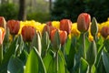 Brightly coloured tulips in the late afternoon sun at Keukenhof Gardens, Lisse, Netherlands. Keukenhof is known as the Garden of Royalty Free Stock Photo