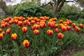 Tulips in Roath Park Cardiff Royalty Free Stock Photo