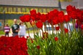 Tulips and romantic couple