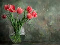 Tulips with roots grow in glass vase with water Royalty Free Stock Photo