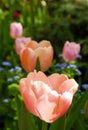 Tulips in a row in a flowerbed Royalty Free Stock Photo