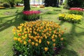 Tulips's garden