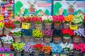 Tulips on sale in Amsterdam market Royalty Free Stock Photo