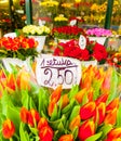 Tulips for sale in Wroclaw