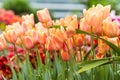 Tulips Royalty Free Stock Photo