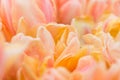 Tulips Royalty Free Stock Photo