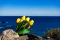 Tulips and sea coast landscape in Spain