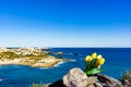 Tulips and sea coast landscape in Spain