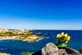 Tulips and sea coast landscape in Spain