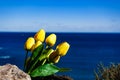 Tulips and sea coast landscape in Spain