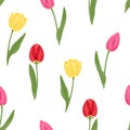 Tulips seamless pattern. Bright red, yellow and pink tulips on a white background. Spring flowers Royalty Free Stock Photo
