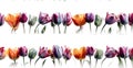 Tulips. Seamless pattern. Isolated on white background Royalty Free Stock Photo