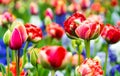 Tulips season, The Netherlands - Keukenhof