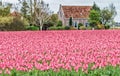 Tulips season, The Netherlands - Keukenhof