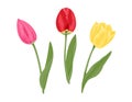 Tulips set. Red, yellow and pink tulip with green stems and leaves isolated on white background. Vector illustration Royalty Free Stock Photo