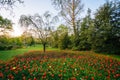 Tulips at Sherwood Gardens Park, in Guilford, Baltimore, Maryland