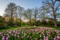 Tulips at Sherwood Gardens Park, in Guilford, Baltimore, Maryland