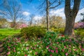 Tulips at Sherwood Gardens Park in Guilford, Baltimore, Maryland